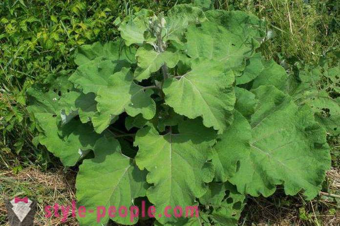 Slimming herbs (25 kg per month): recipes, reviews. herbal pickings
