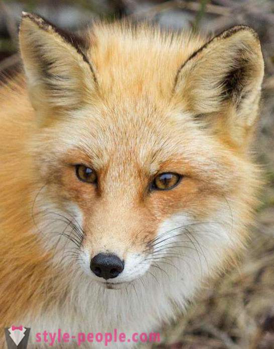 How to catch a fox? Features of fox hunting. Trap for foxes