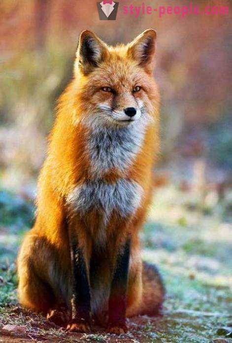 How to catch a fox? Features of fox hunting. Trap for foxes