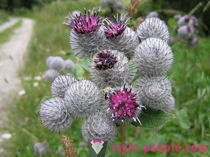 As applied to the hair burdock: reviews and tips