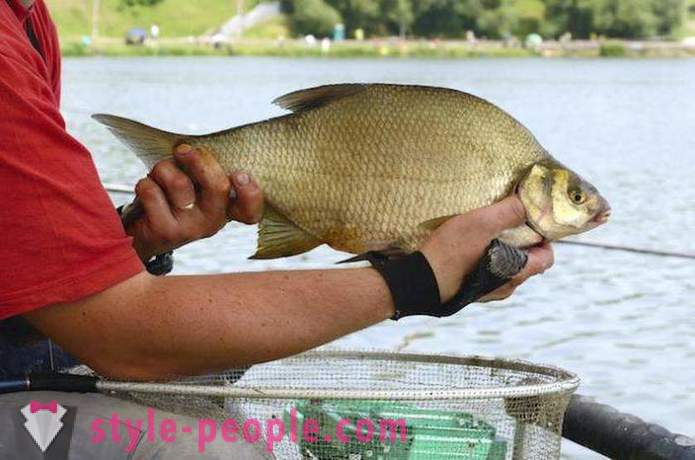 As bream caught on donk? Prepare gear