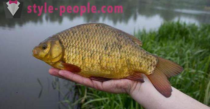 Chatterbox on carp. Secrets of experienced fishermen