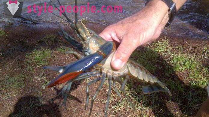 When catching crayfish on rakolovku? When it is better to catch crayfish hands? When you can catch crayfish in Russia?