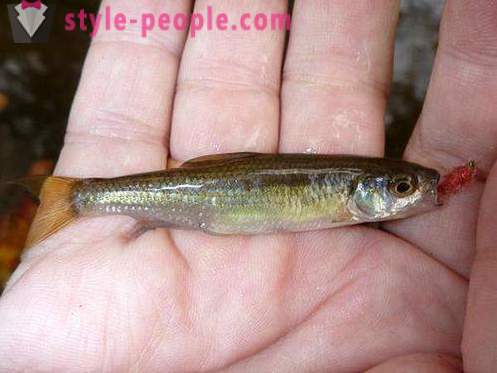 Elec (fish): description and photos. Winter fishing on dace