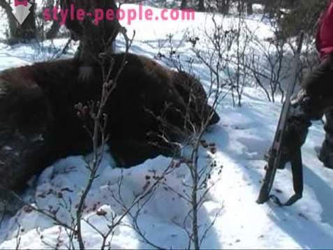 Bear hunting in the winter. Hunting of polar bears