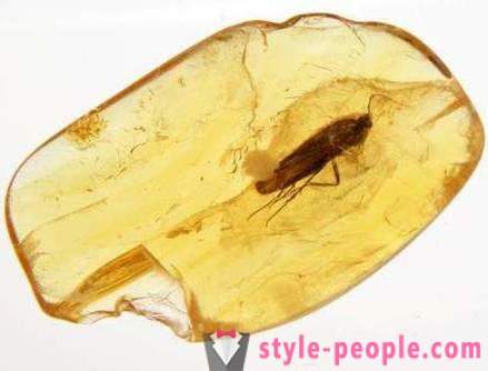 Amber Stone: property, value, origin and price. The magical properties of amber