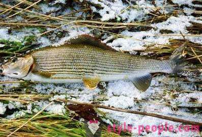 Grayling in winter. Tackles for catching grayling in winter