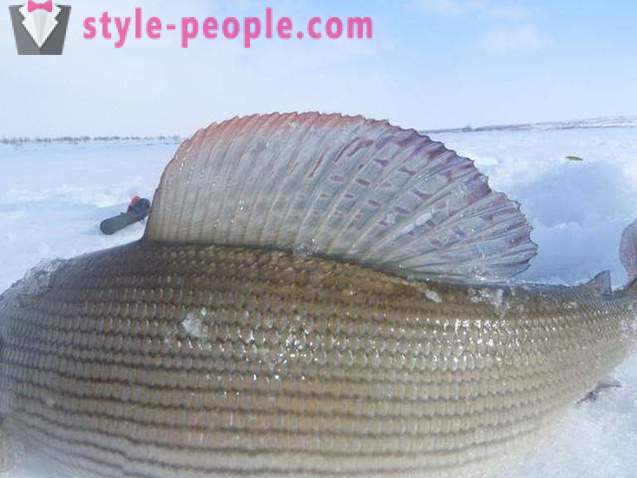 Grayling in winter. Tackles for catching grayling in winter