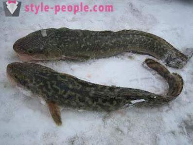 Burbot fishing in the winter on zherlitsy. Catching burbot in winter trolling