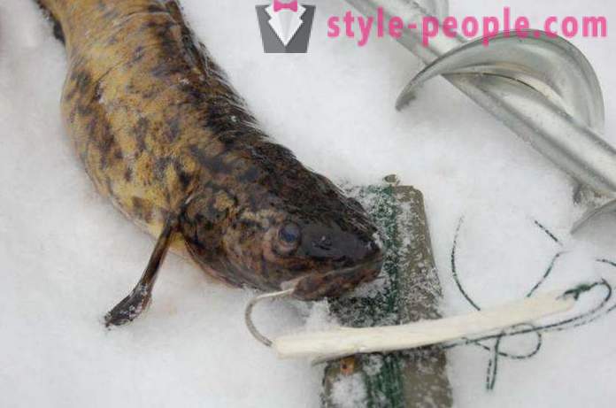 Burbot fishing in the winter on zherlitsy. Catching burbot in winter trolling
