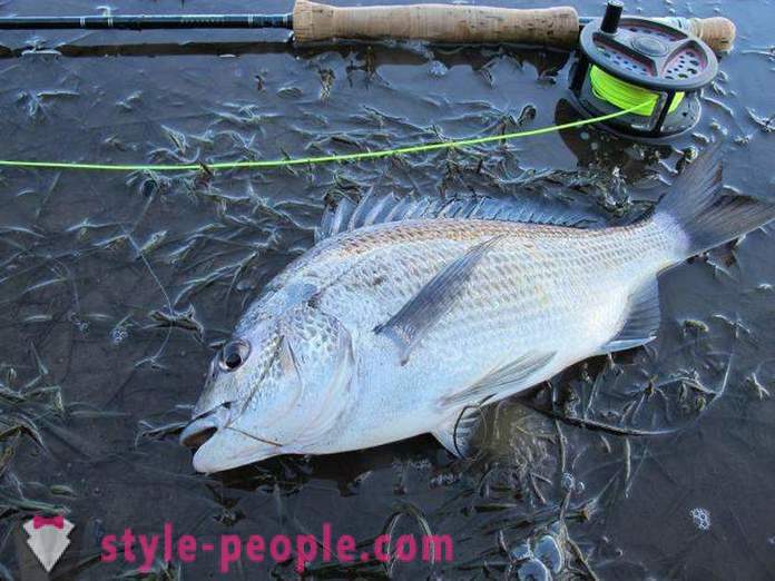 Bream fishing in winter: the ins and outs for novice fishermen