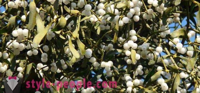 Mistletoe Slimming: application and reviews