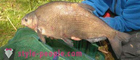 Tips on how to catch bream. As the catch on the ring bream