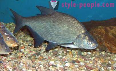 Tips on how to catch bream. As the catch on the ring bream