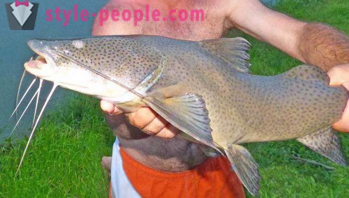 Catching Catfish in the donk. Gear and fishing methods