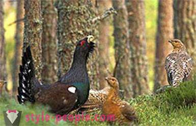 Hunting for capercaillie fall. Hunting for capercaillie autumn: types, features