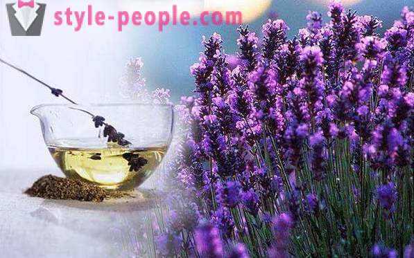 Lavender oil: properties, applications, reviews. Lavender oil for hair