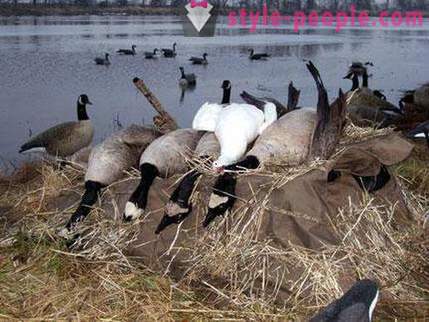 Hunting for goose. Hunting for geese in the spring. game-laws