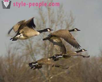 Hunting for goose. Hunting for geese in the spring. game-laws