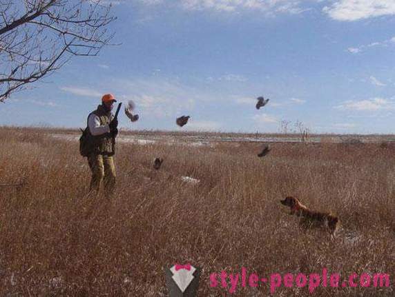 Hunting for quail. Opening of hunting quail
