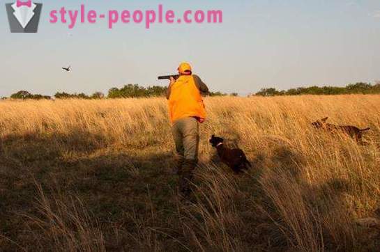 Hunting for quail. Opening of hunting quail