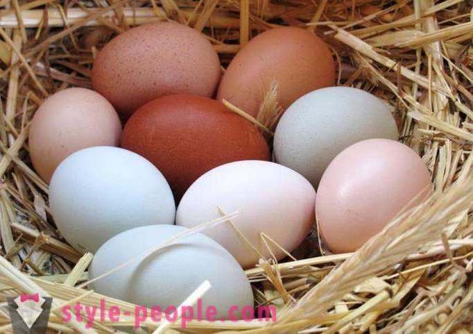 Egg diet: the description, advantages and disadvantages