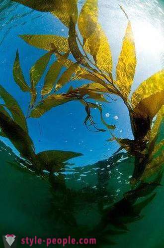 Kelp weight loss. Laminaria (kelp) for weight loss and body cleansing