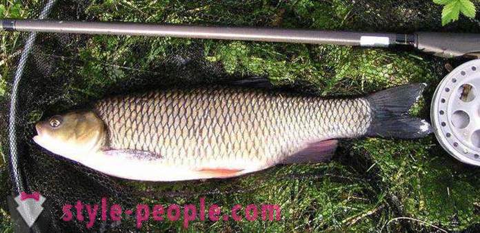 How to catch a chub? Fishing for chub: accessories