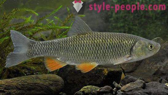 How to catch a chub? Fishing for chub: accessories