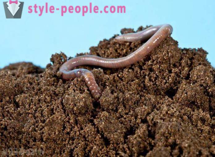 How to breed worms for fishing house