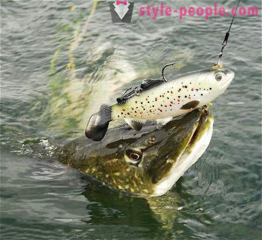 How to catch pike in the summer? What fish for pike in the summer?