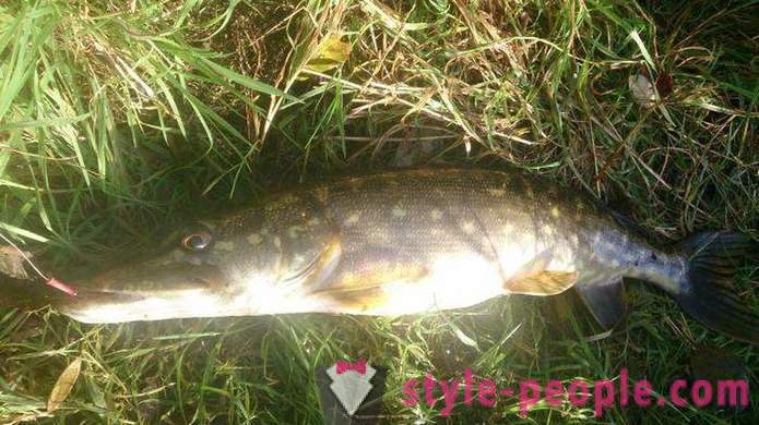 How to catch pike in the summer? What fish for pike in the summer?