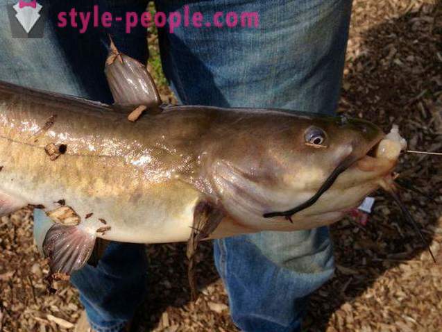 How to catch a catfish? Fishing for catfish: Tackle