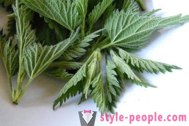 As a decoction of nettle hair will return them to the beauty? Recipes and tips