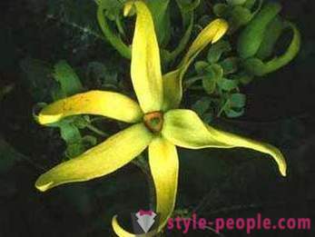The essential oil of ylang-ylang will help your facial skin and hair to be perfect