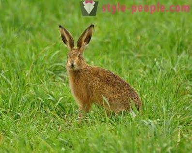 Hunting the hare: the methods and tricks